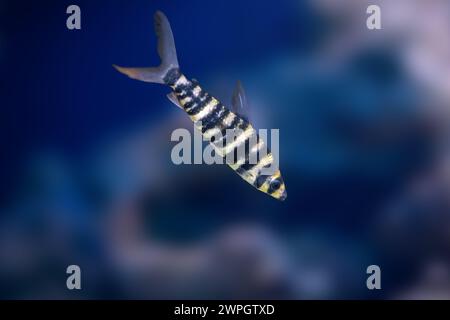 Banded Leporinus (Leporinus fasciatus) - Freshwater fish Stock Photo