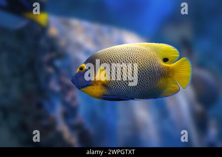 Blueface Angelfish (Pomacanthus xanthometopon) - Marine fish Stock Photo