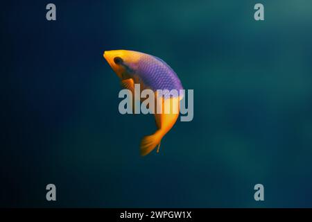 Spanish Hogfish (Bodianus rufus) - Marine fish Stock Photo