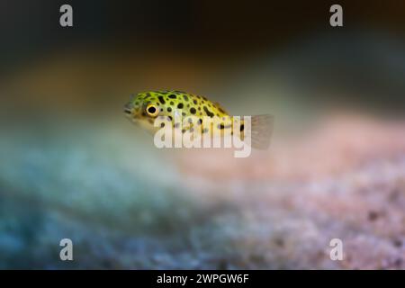 Green Spotted Puffer (Dichotomyctere nigroviridis) - Freshwater fish Stock Photo
