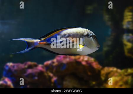 Sohal Surgeonfish (Acanthurus sohal) - Marine fish Stock Photo
