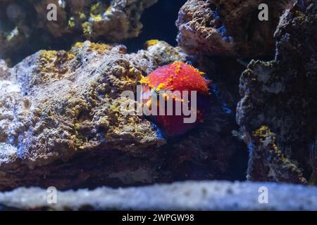 Australian Sea Apple (Pseudocolochirus axiologus) Stock Photo