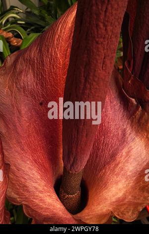 Teufelszunge Amorphophallus konjac, Amorphophallus rivieri Blüte, Makroaufnahme, Blütenstand. Exotische blühende Pflanze aus Südostasien *** Devils to Stock Photo
