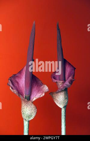 Teufelszunge Amorphophallus konjac, Amorphophallus rivieri Blüte, exotische blühende Pflanze aus Südostasien *** Devils tongue Amorphophallus konjac, Stock Photo