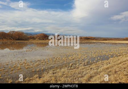 Ducks refuge - Bosque del Apache National Wildlife Refuge, New Mexico Stock Photo