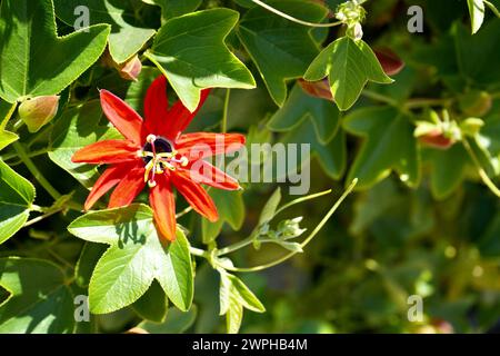 Beautiful Red Passionflower (Passiflora Manicata) in the sunshine. Stock Photo