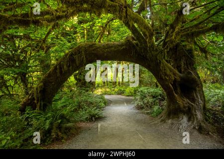 Large Limbs of Tree Covered in Moss Make a Tunnel Over Trail in Olympic National Park Stock Photo
