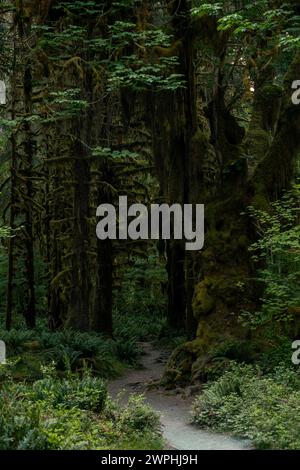 Gravel Trail Along The Hall Of Mosses In Olympic National Park Stock Photo