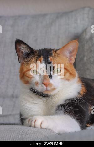 Calico cat on a couch - Felis catus Stock Photo