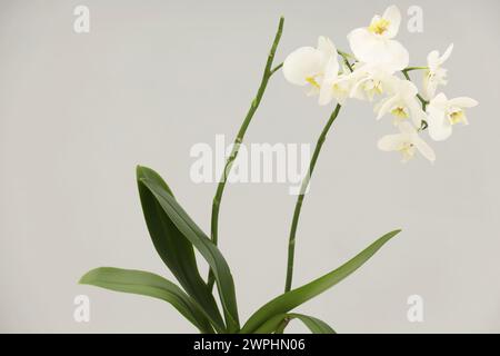 Branches with beautiful orchid flowers on grey background Stock Photo