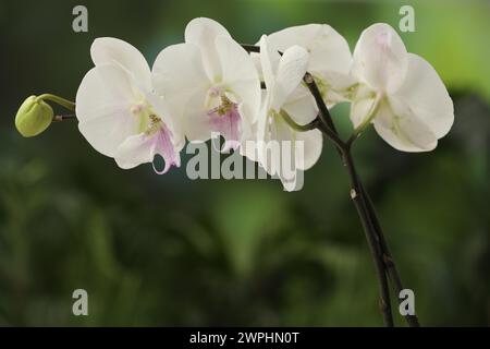 Branches with beautiful orchid flowers on blurred background, closeup Stock Photo