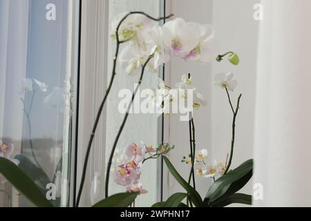 Branches with beautiful orchid flowers near window, closeup Stock Photo