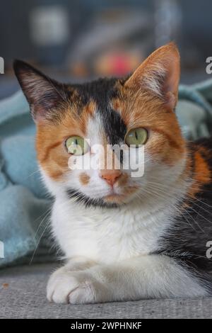Calico cat on a couch - Felis catus Stock Photo