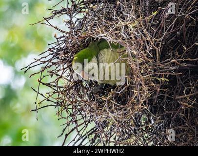 A Monk Parakeet (Myiopsitta monachus) in its nest. Argentina. Stock Photo