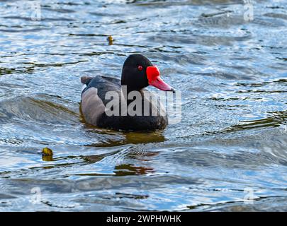 A Rosy-billed Pochard (Netta peposaca) swimming in a lake. Argentina. Stock Photo