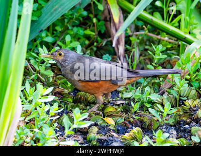 A Rufous-bellied Thrush (Turdus rufiventris) foraging in bushes. Argentina. Stock Photo