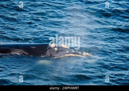A Southern Right Whale (Eubalaena australis) swimming in ocean. South Atlantic Ocean. Stock Photo