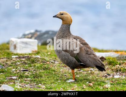 A Ruddy-headed Goose (Chloephaga rubidiceps). The Falkland Islands. Stock Photo