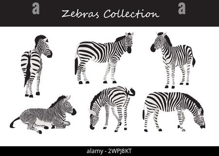 Zebra collection. Vector illustration. Isolated on white background. Stock Vector