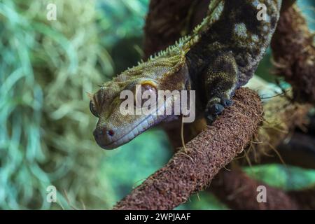Crested gecko on a branch - Rhacodactylus ciliatus, Correlophus ciliatus Stock Photo