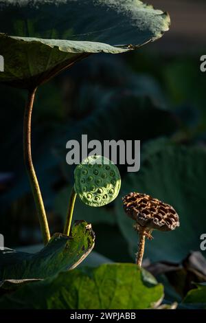 lotus, the national flower of Vietnam Stock Photo