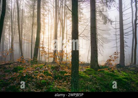 An atmospheric image depicting a serene forest landscape bathed in the golden glow of morning mist Stock Photo