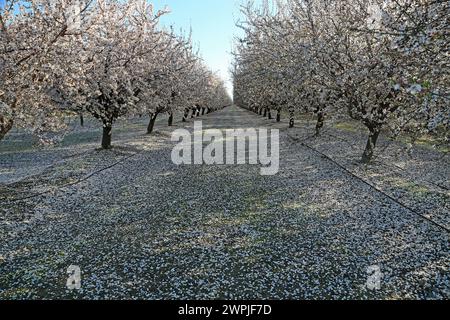 Landscape in Almond orchard - Fresno, California Stock Photo