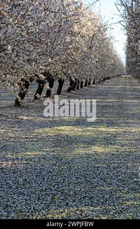 Almond orchard vertical - Fresno, California Stock Photo