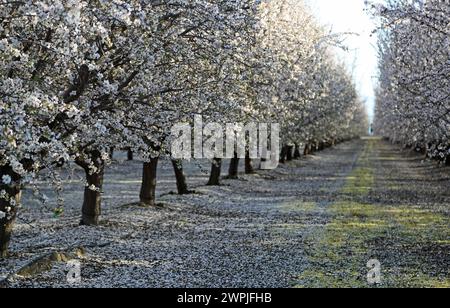 Alley with almond trees - Almond orchard - Fresno, California Stock Photo