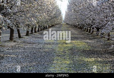 The alley of almond trees - Almond orchard - Fresno, California Stock Photo