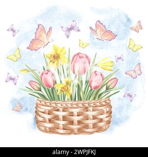 Tulips and yellow daffodils delicate bouquet in wicker basket and flying butterflies. Isolated hand drawn watercolor illustration. Blossom spring gard Stock Photo