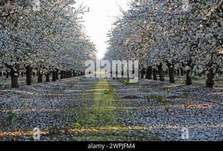 View into the almond alley - Almond orchard - Fresno, California Stock Photo