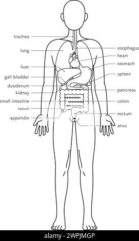 Structural drawing of the human body, illustration of internal organs ...