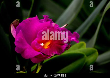 Phalaenopsis Orchid. Orchid flower in orchid garden at winter or spring day. Orchid flower for postcard beauty and agriculture design. Stock Photo