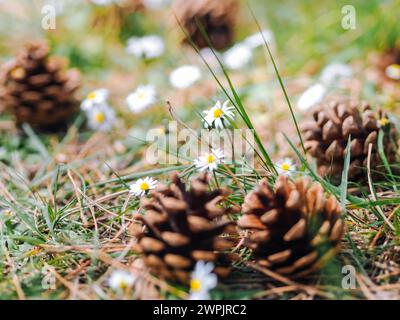 Several Pine or fur cones fallen on the ground in the forest with daisy flowers in a summer day. Clearing in the woods with Forest gifts - chamomile and cones. Summer decoration nature background. Stock Photo