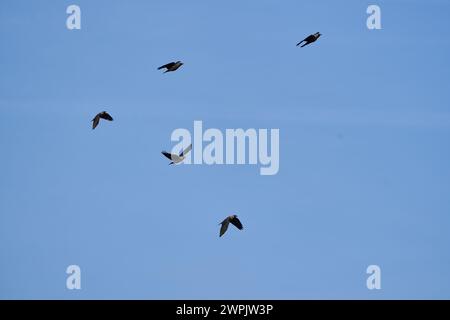 A flock of crows flying against the clear blue sky Stock Photo