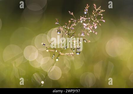 Close-up of dewdrops on lush green grass Stock Photo