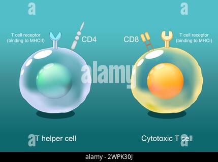 Helper T cells and Cytotoxic T-cells. CD8 and CD4 lymphocytes. Antigen presentation. TCR receptor on White blood cells. Adaptive immune response. Vect Stock Vector