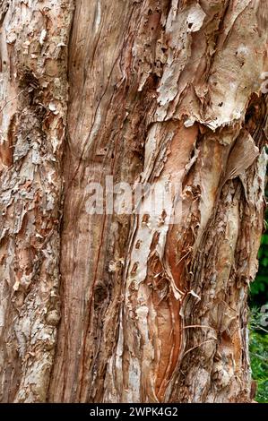 Sydney Australia, closeup of tree truck of a flax-leaved paperbark tree Stock Photo