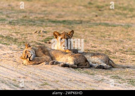 Two lion cubs (Panthera leo) resting and enjoying the early morning sunshine in South Luangwa National Park in Zambia, Southern Africa Stock Photo