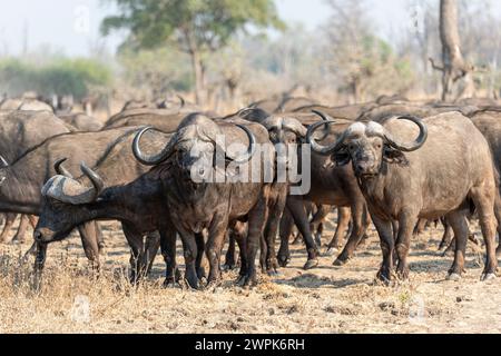 Herd of African buffalo (Syncerus caffer) on the move in South Luangwa National Park in Zambia, Southern Africa Stock Photo