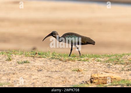 Hadeda ibis (Bostrychia hagedash) walking next to watercourse in South Luangwa National Park in Zambia, Southern Africa Stock Photo