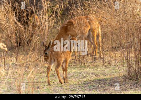 Female puku (Kobus vardonii) with young foal in grasslands in South Luangwa National Park in Zambia, Southern Africa Stock Photo