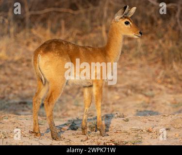 Young puku foal (Kobus vardonii) standing in grasslands in South Luangwa National Park in Zambia, Southern Africa Stock Photo