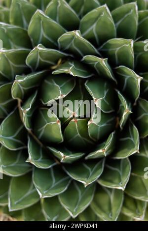 macro up close abstract agave cactus plant Stock Photo