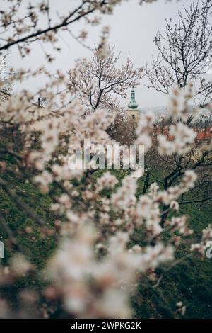 Almond blossom garden on a cloudy day in Prague Stock Photo