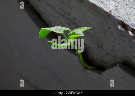Little seedlings growing on cement wall cracked Stock Photo
