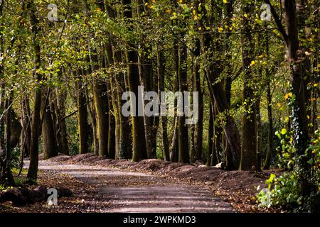 A footpath in Tehidy Woods Country Park in Cornwall in the UK. Stock Photo