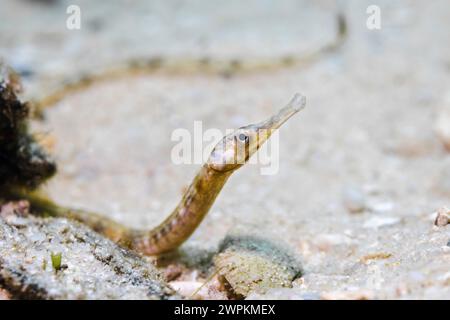 A brown color Longsnout pipefish (Syngnathus temminckii) on the ocean floor sand Stock Photo