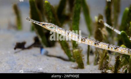 A brown color Longsnout pipefish (Syngnathus temminckii) on the ocean floor sand Stock Photo